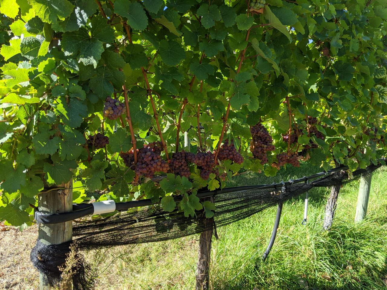 Silkscarf Winery photo 2