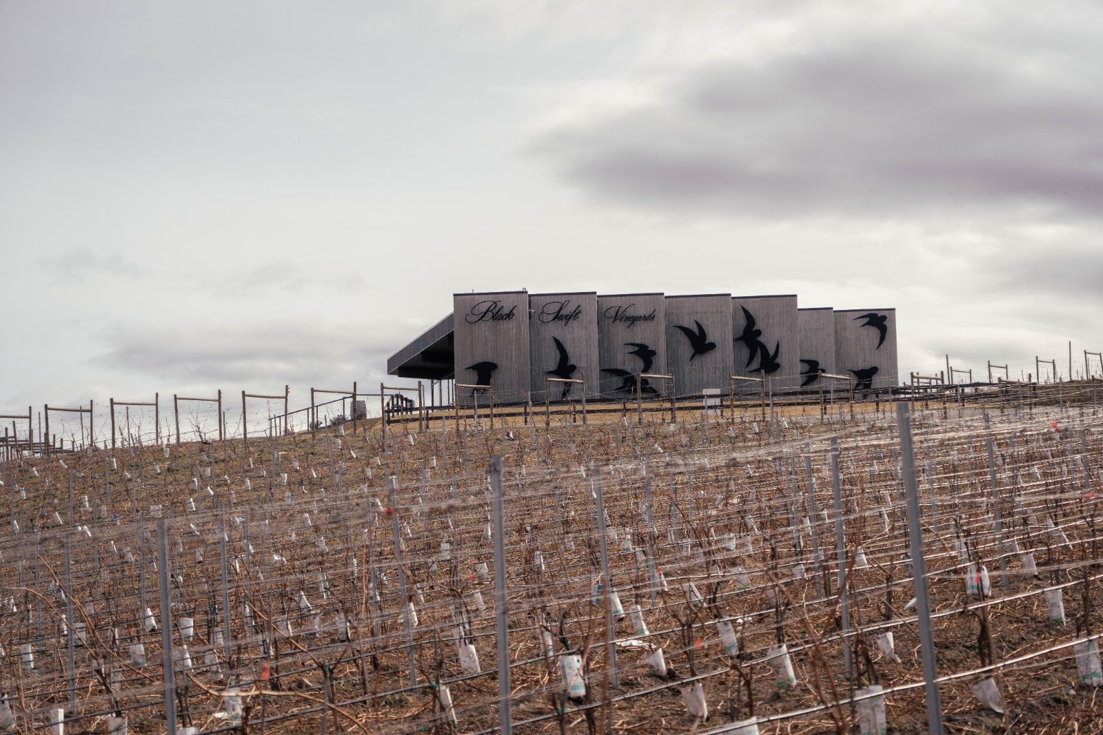 Black Swift Vineyards photo 1