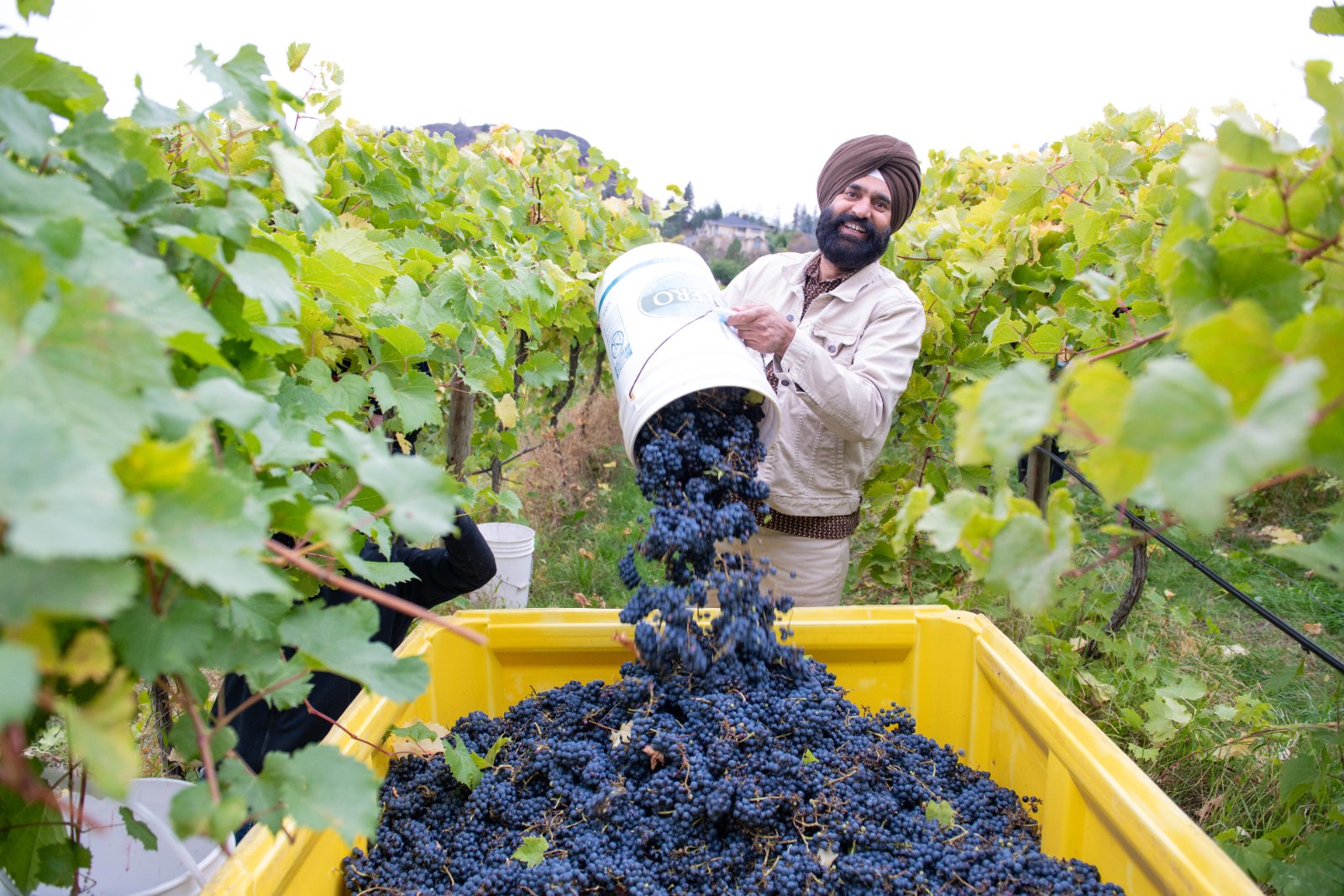 Little Straw Vineyards photo 1