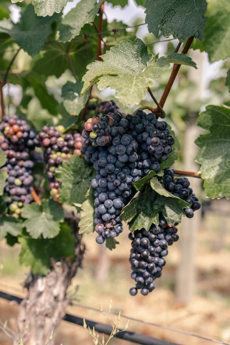 Upper Bench Winery & Creamery