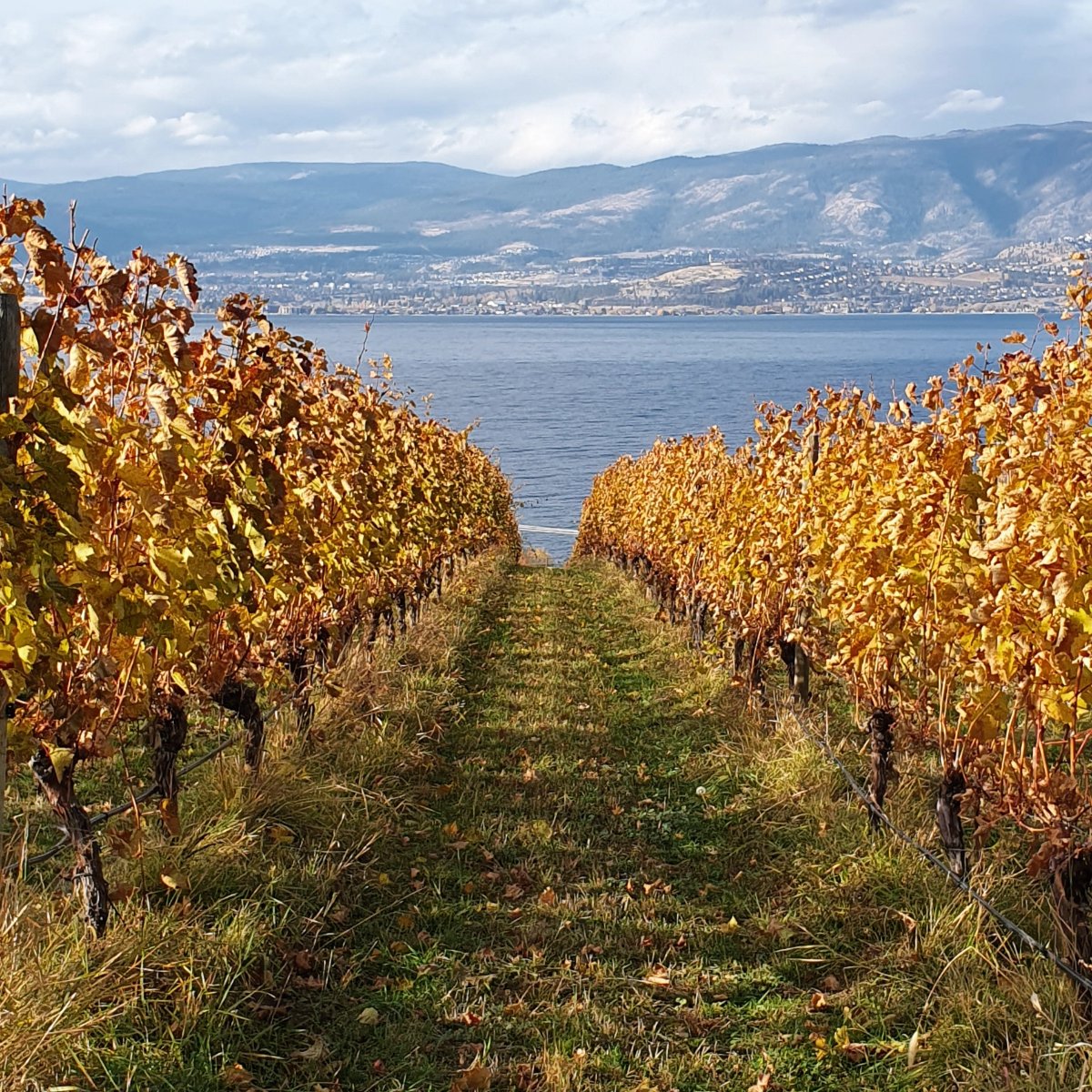 Waldhof Family Estate Winery photo 3